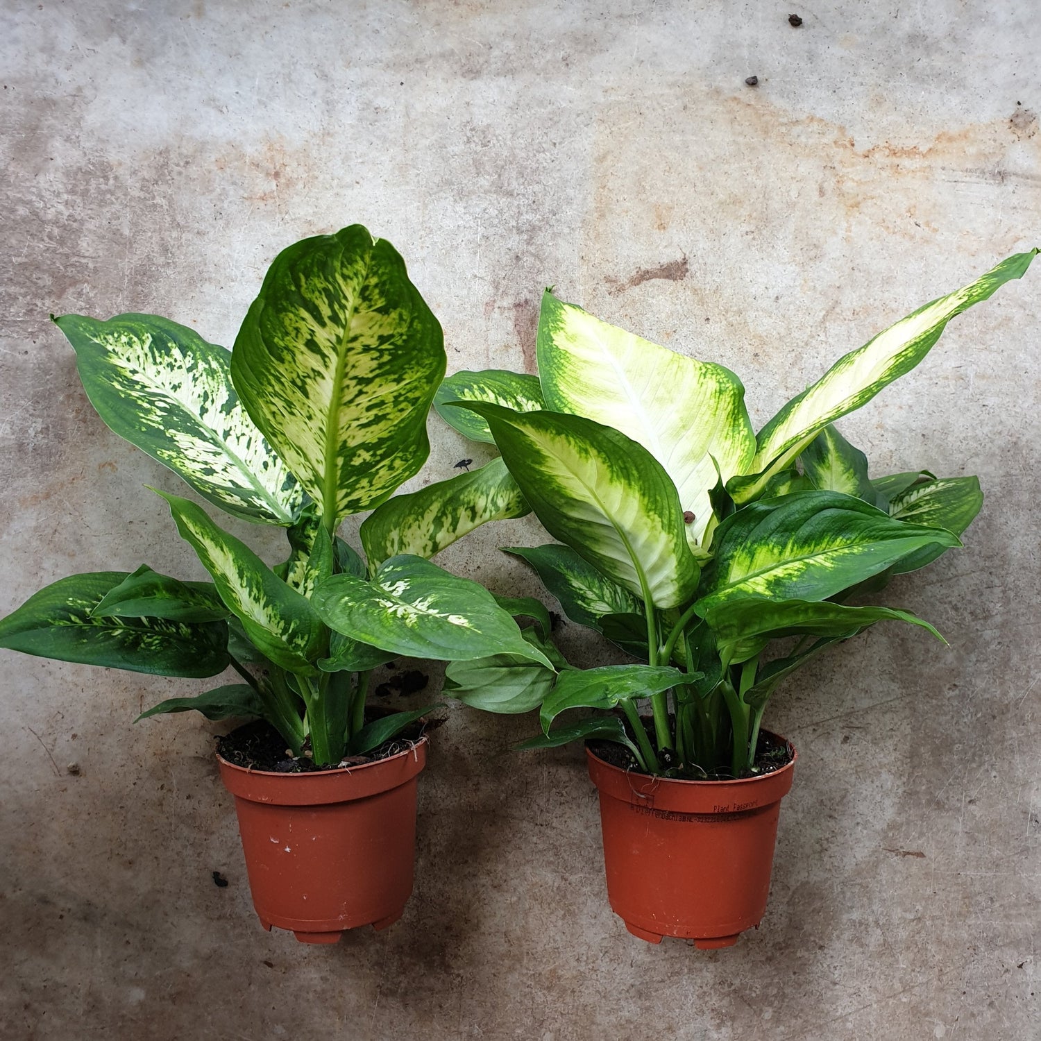 Dieffenbachia (Dumb Cane)