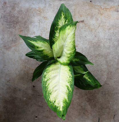 Dieffenbachia (Dumb Cane)