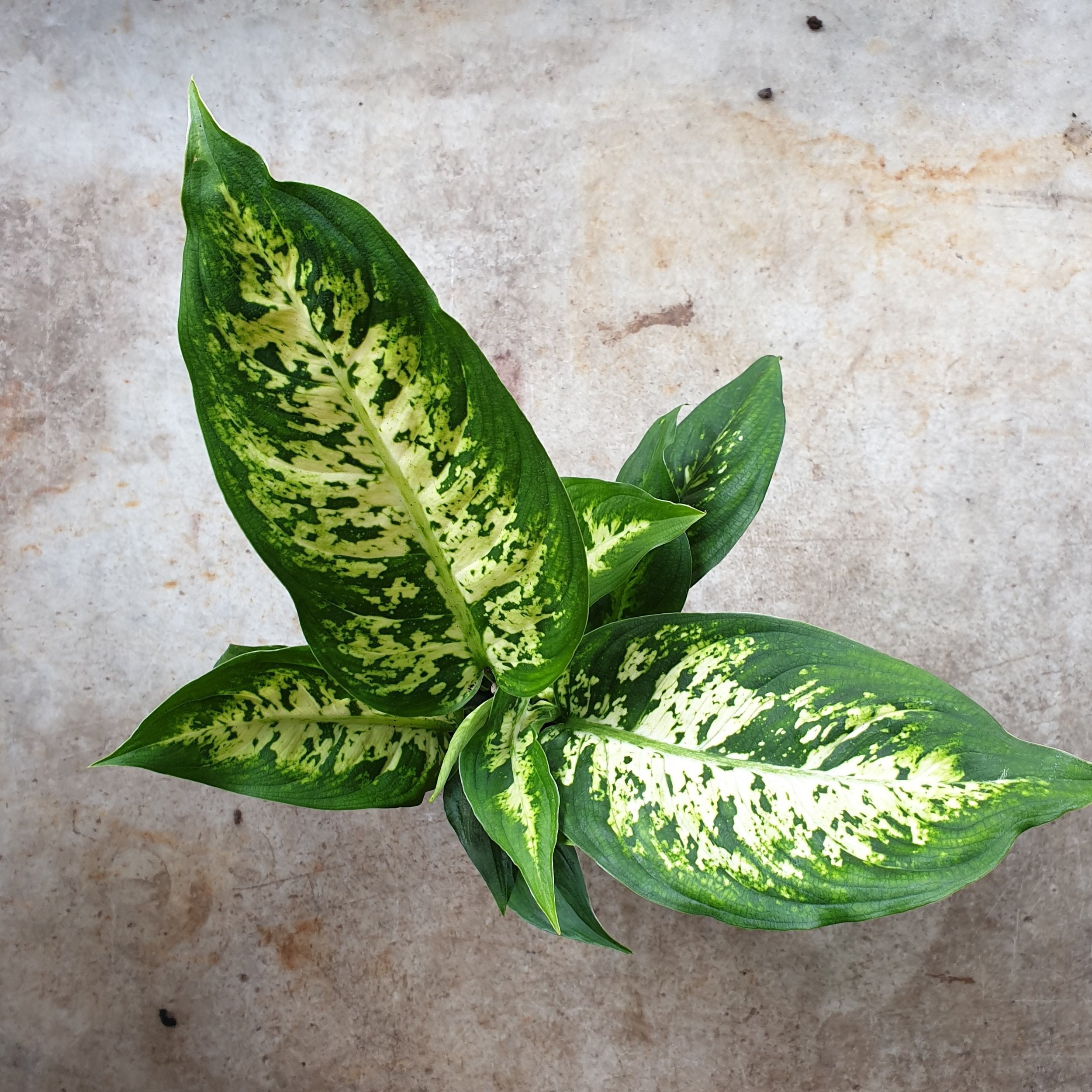 Dieffenbachia (Dumb Cane)