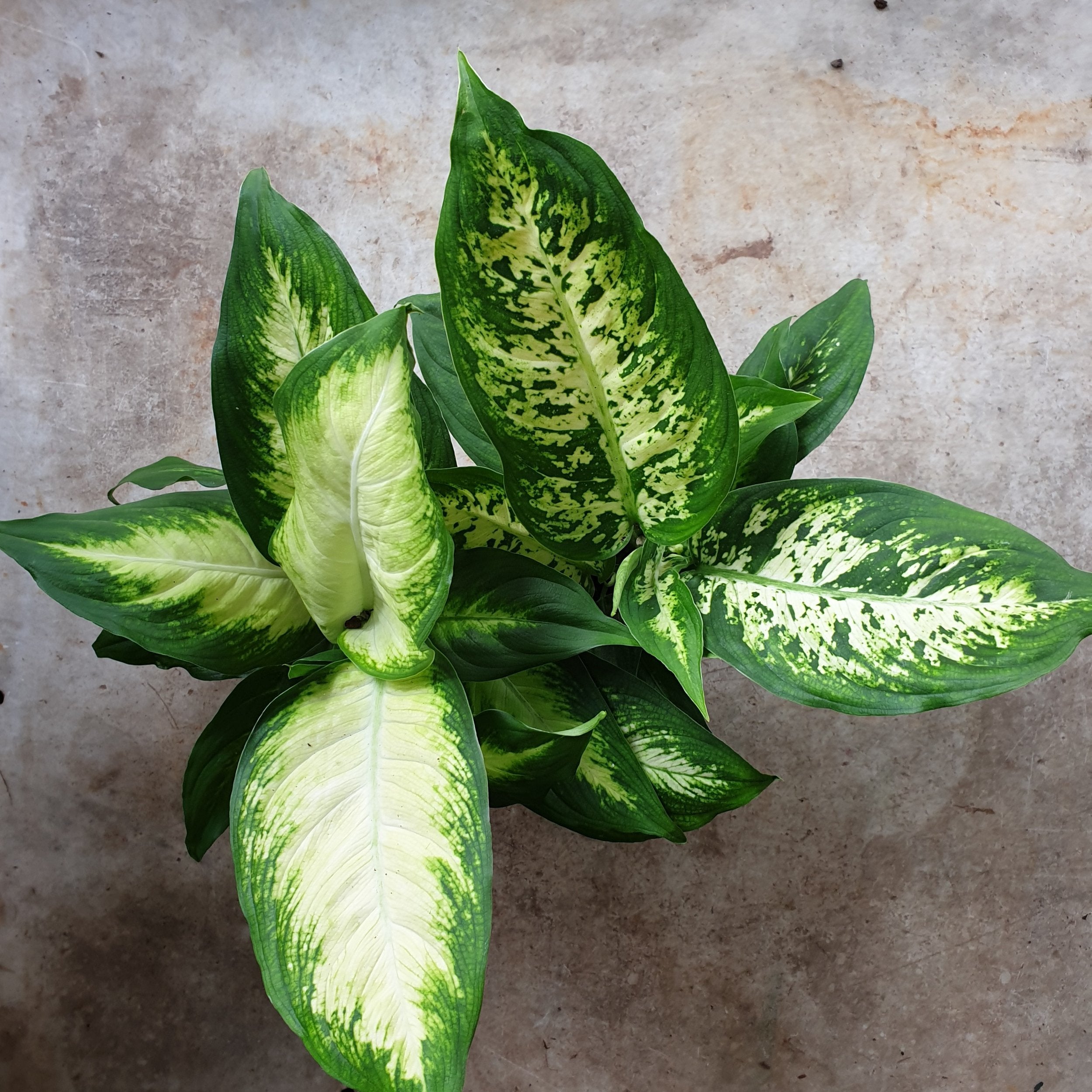 Dieffenbachia (Dumb Cane)