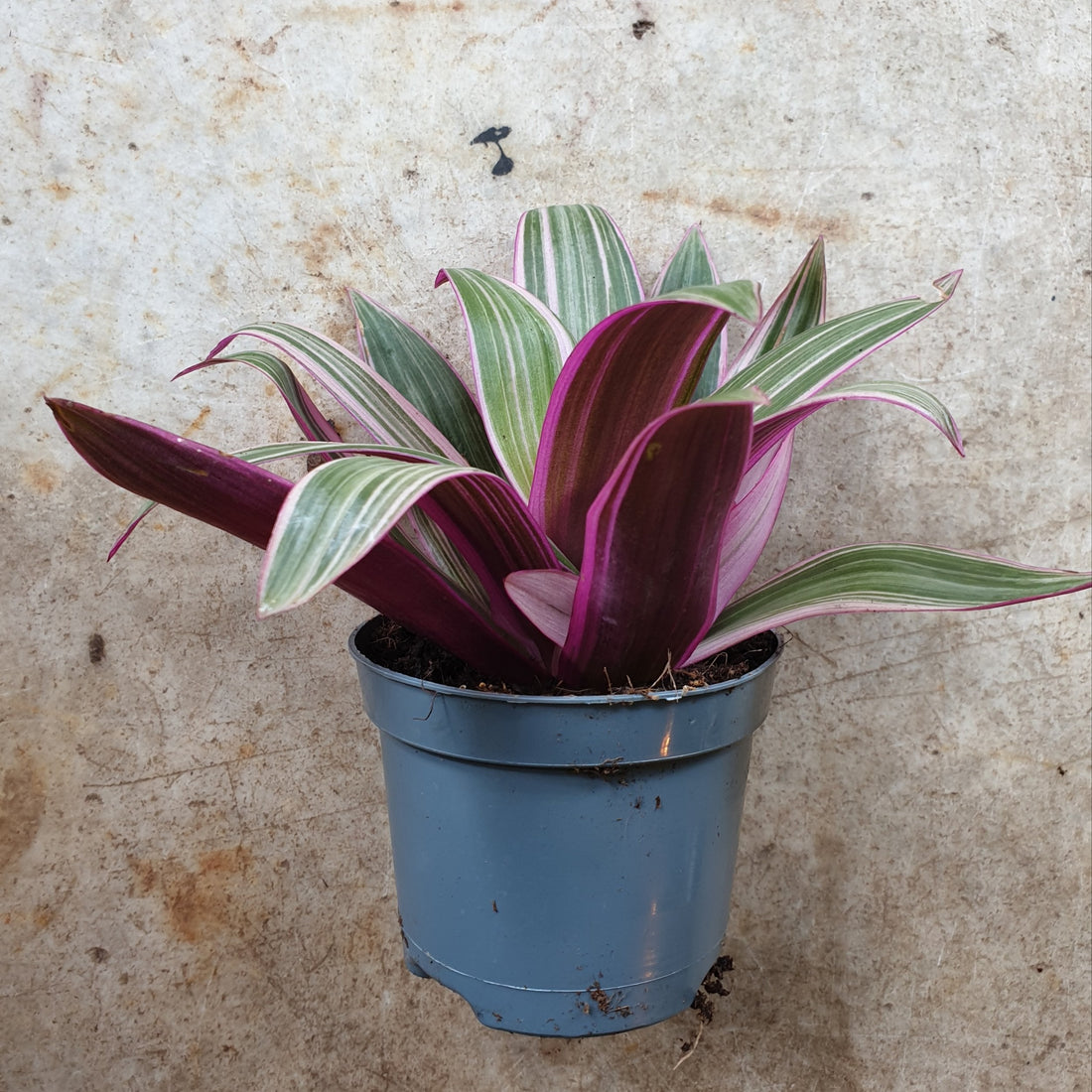 Tradescantia spathacea (Oyster plant/ Boat lily/ Moses in the cradle)