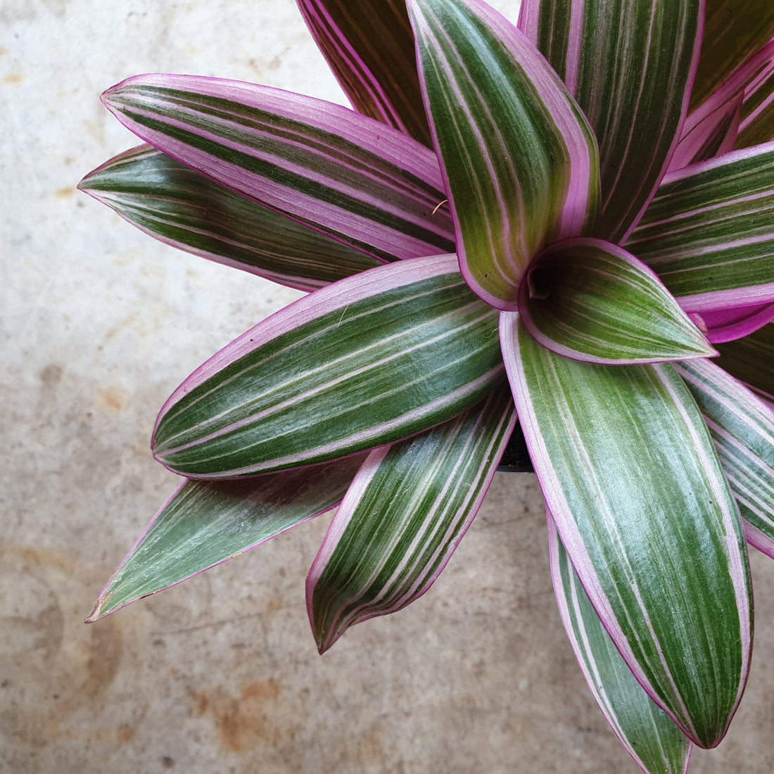 Tradescantia spathacea (Oyster plant/ Boat lily/ Moses in the cradle)