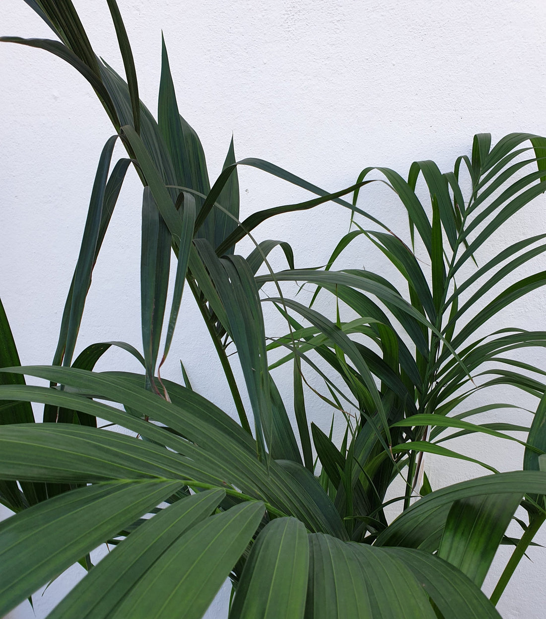 Howea Forsteriana (Kentia Palm) -SALE