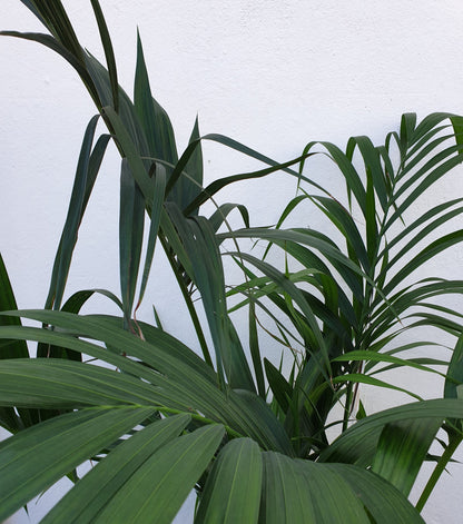 Howea Forsteriana (Kentia Palm)