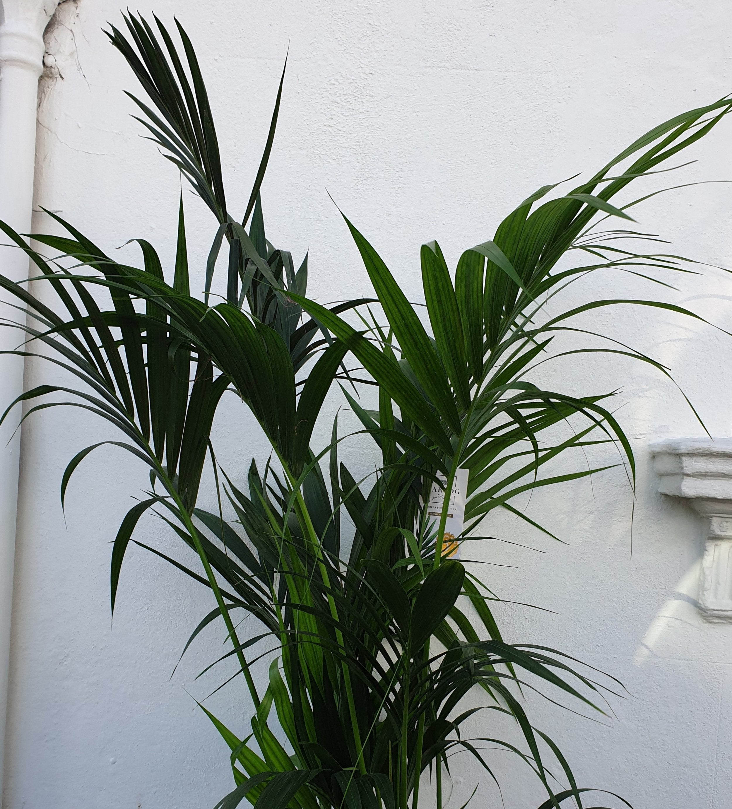 Howea Forsteriana (Kentia Palm)