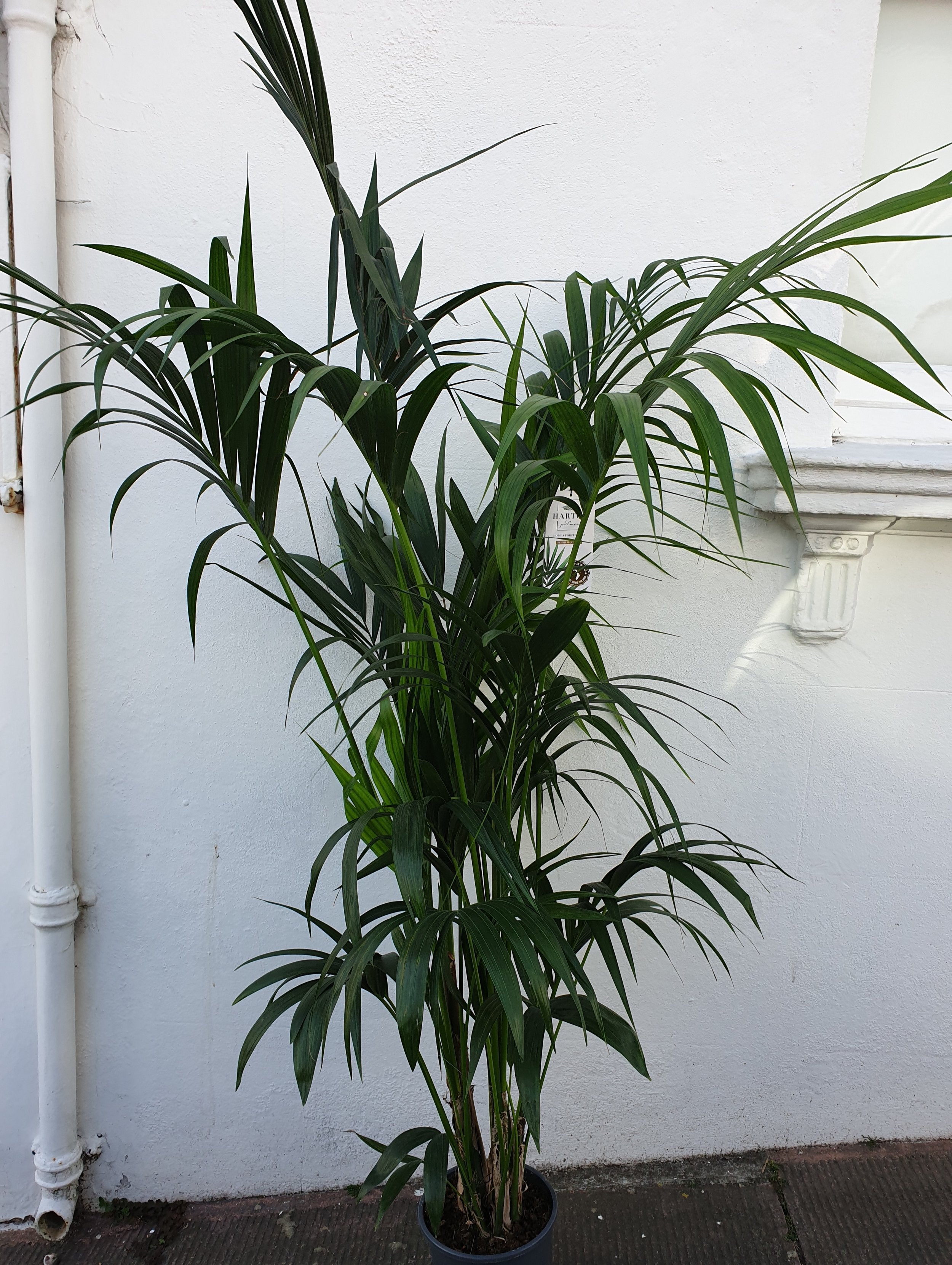 Howea Forsteriana (Kentia Palm)