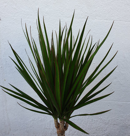 Dracaena Marginata (Dragon Tree)