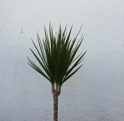 Dracaena Marginata (Dragon Tree)