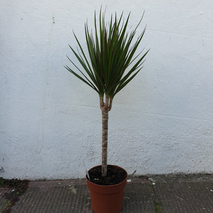 Dracaena Marginata (Dragon Tree)