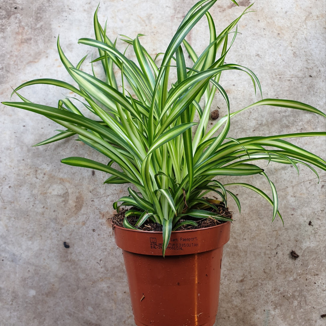 Chlorophytum comosum (Spider Plant)