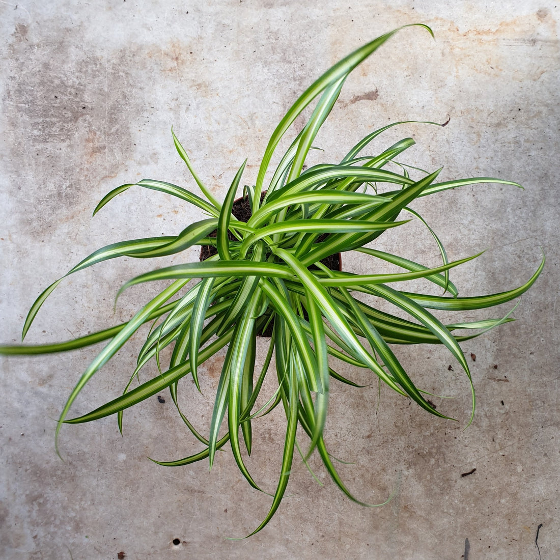 Chlorophytum comosum (Spider Plant)