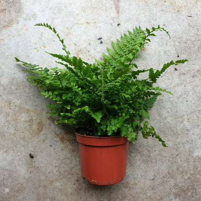 Dryopteris cristata (Crested Wood Fern)