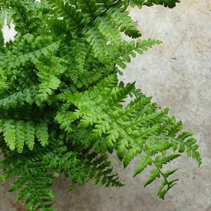 Dryopteris cristata (Crested Wood Fern)