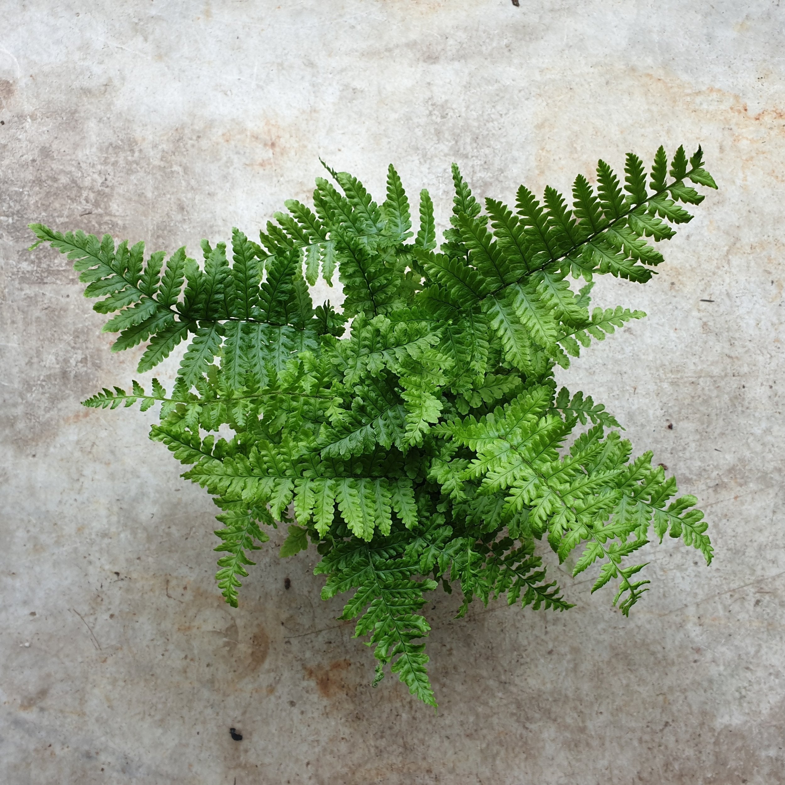 Dryopteris cristata (Crested Wood Fern)