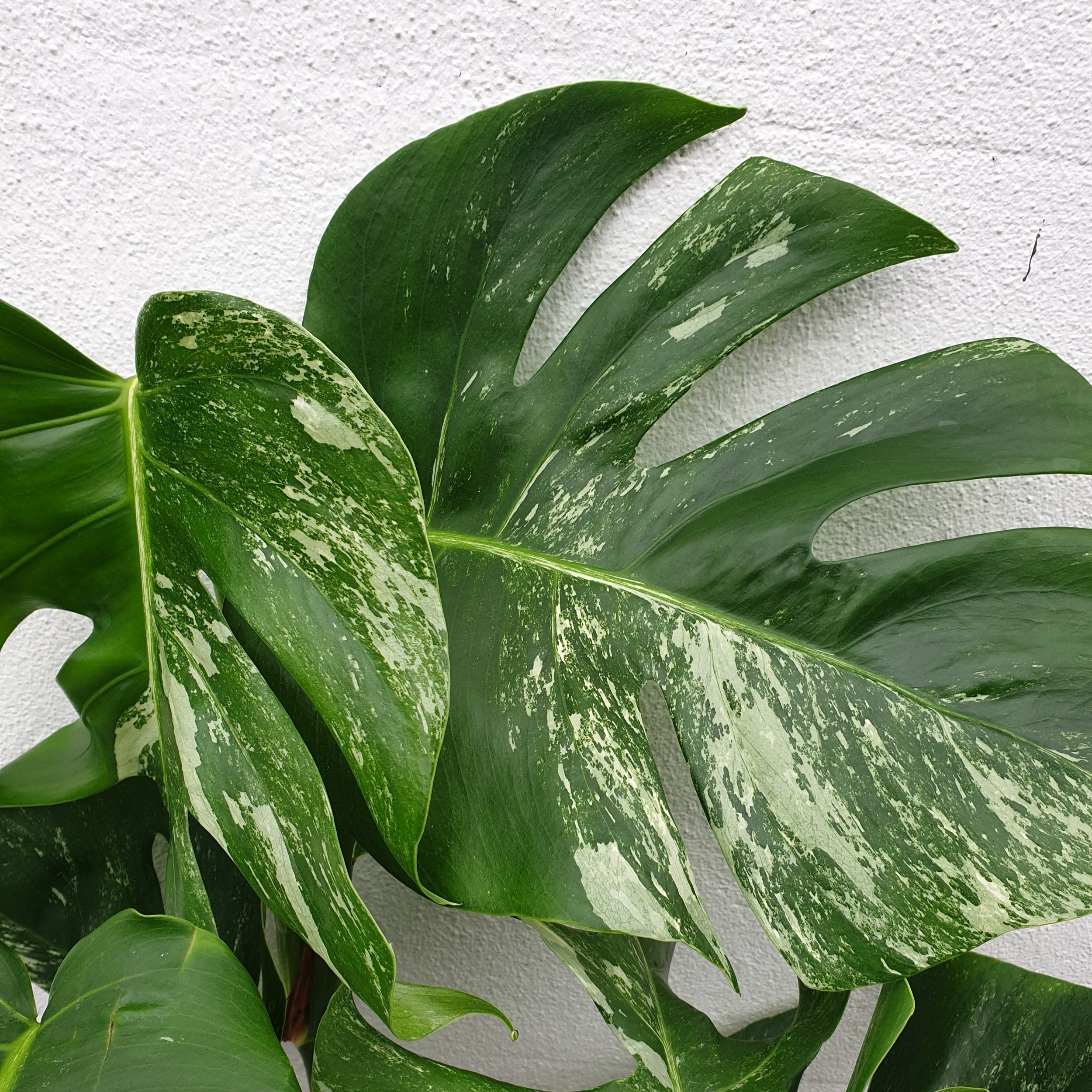 Monstera Deliciosa &