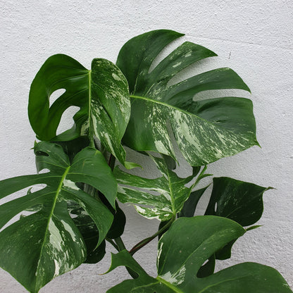 Monstera Deliciosa &