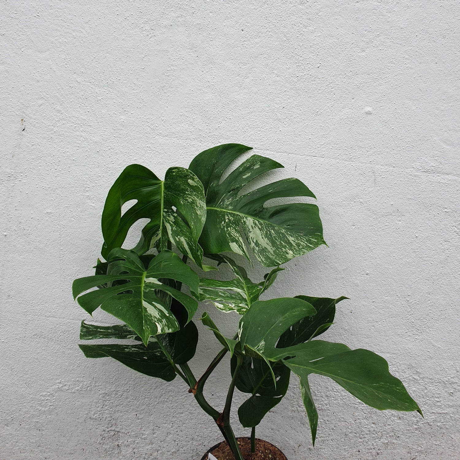 Monstera Deliciosa &