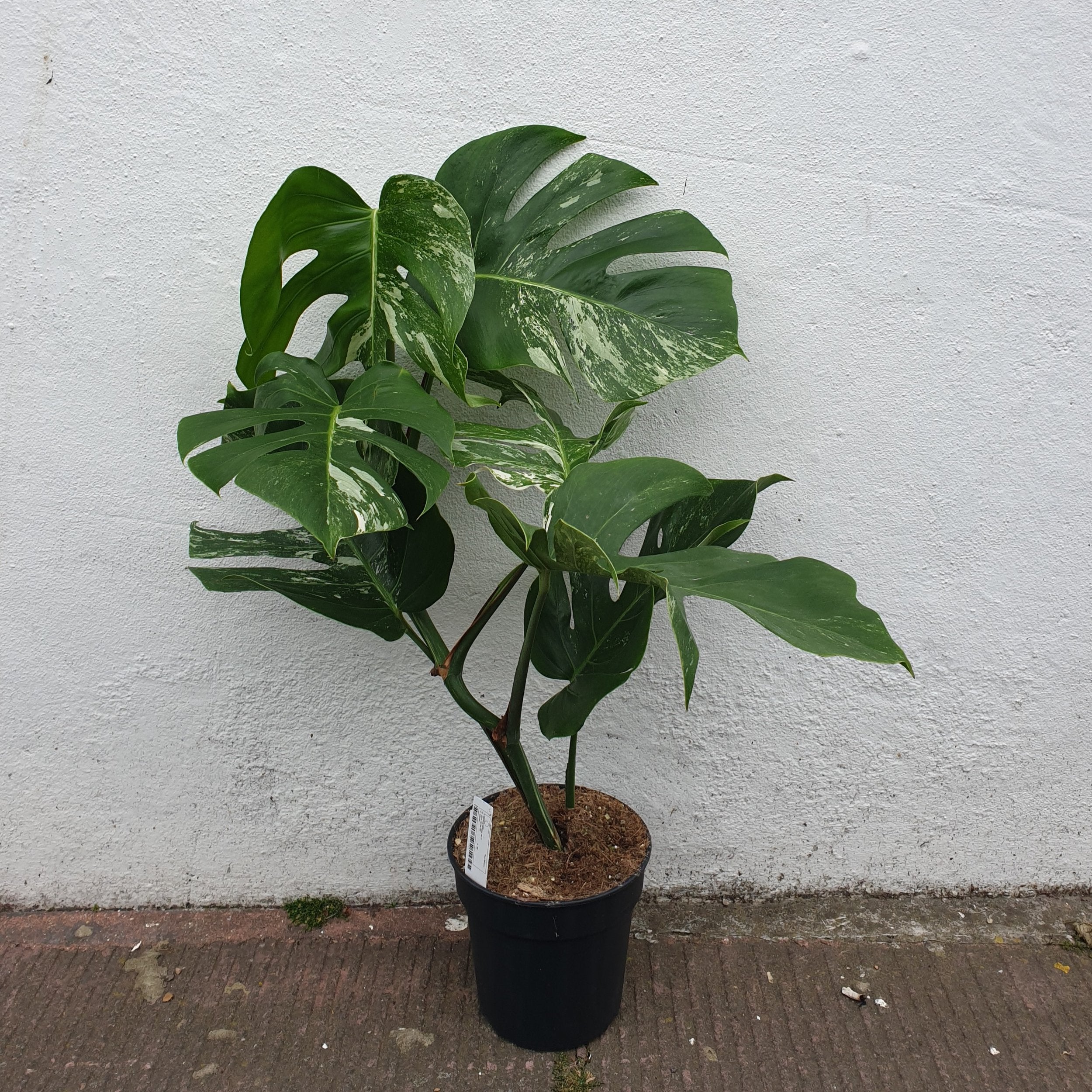 Monstera Deliciosa &