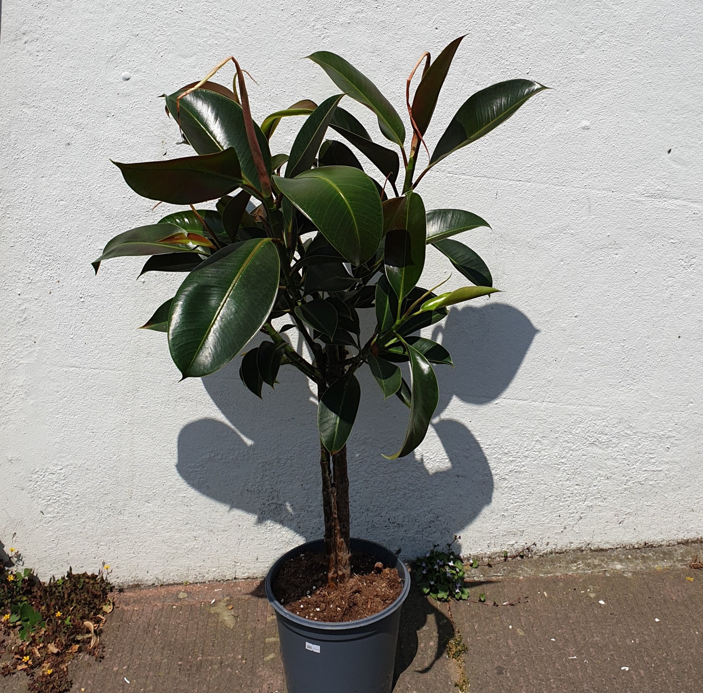 Ficus elastica &