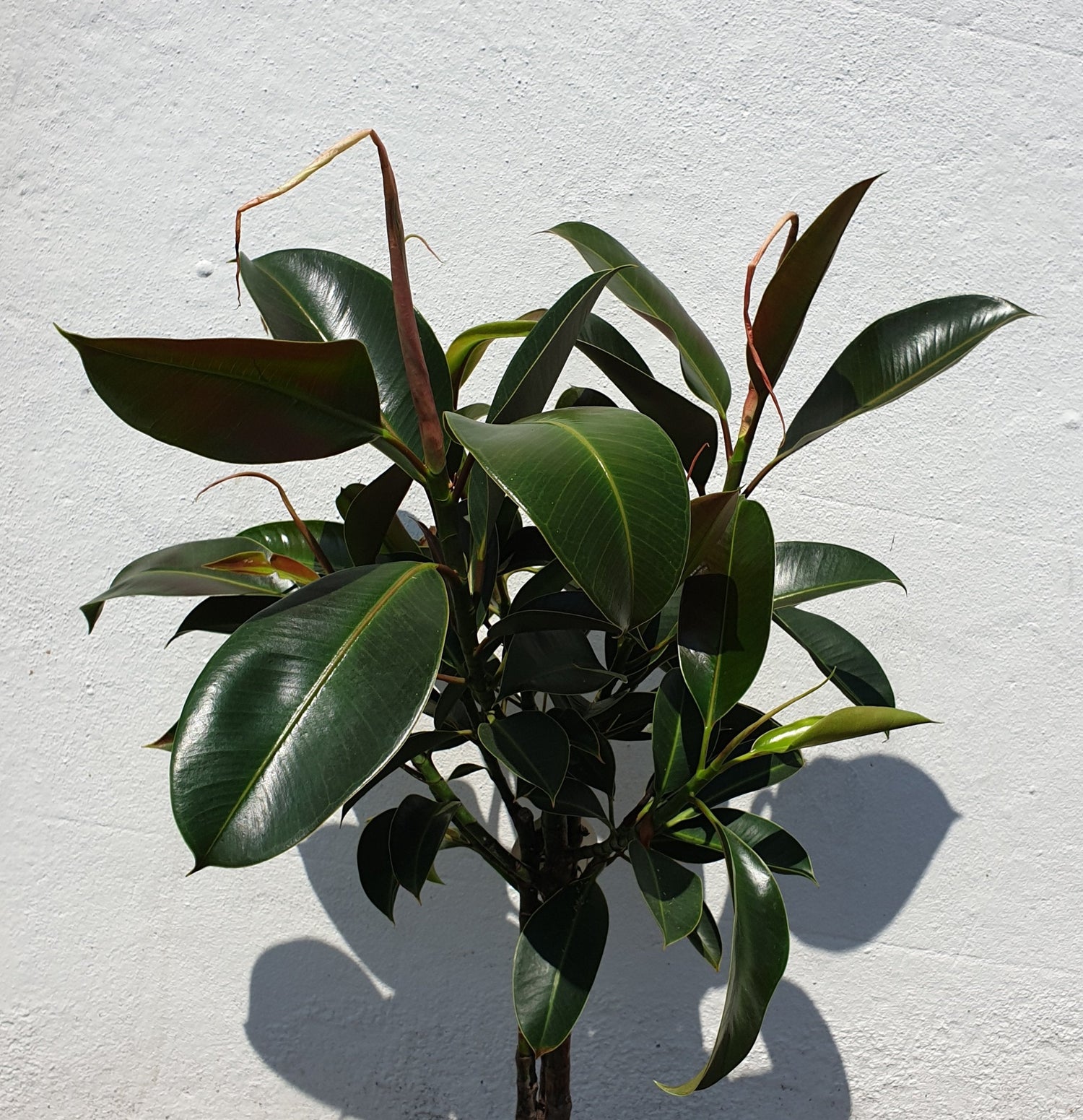 Ficus elastica &