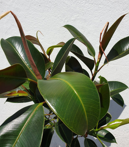 Ficus elastica &