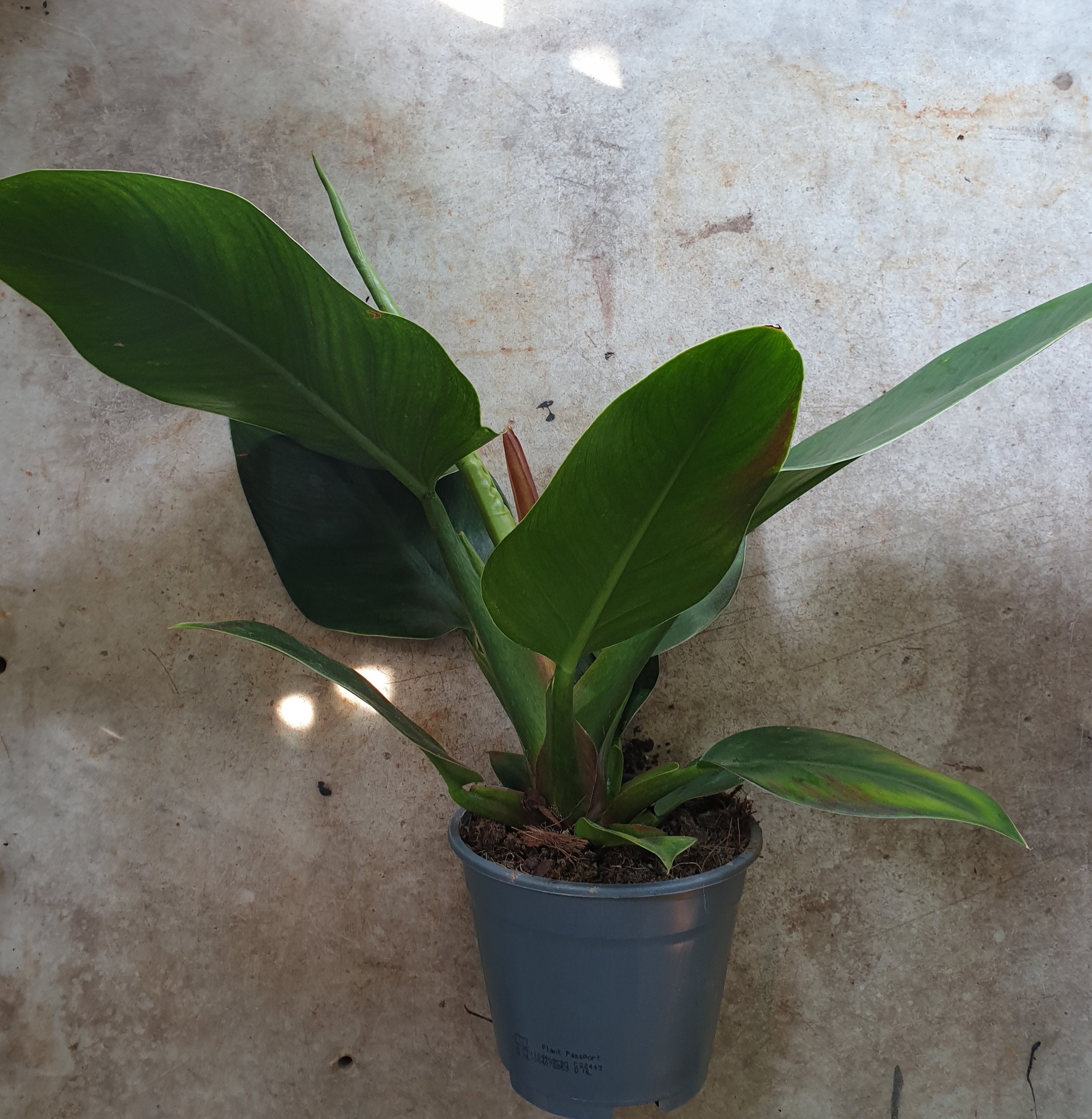 Philodendron erubescens &