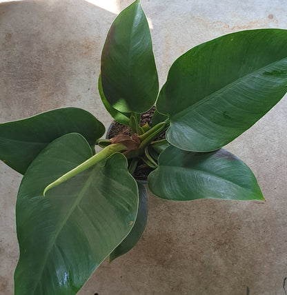 Philodendron erubescens &