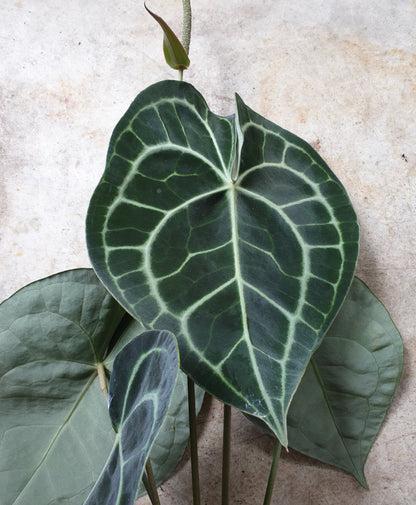 Anthurium clarinervium (Velvet Cardboard Anthurium)