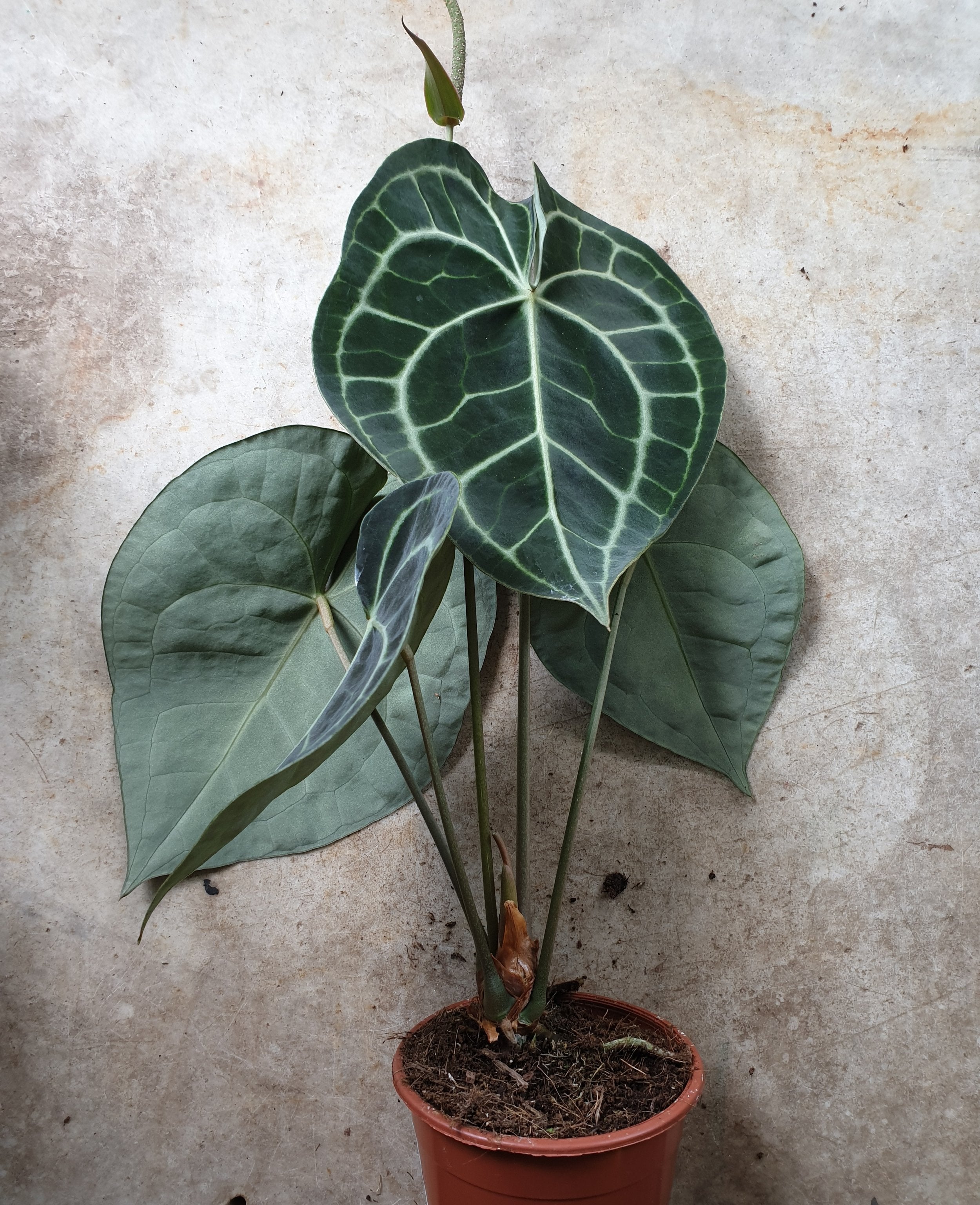 Anthurium clarinervium (Velvet Cardboard Anthurium)