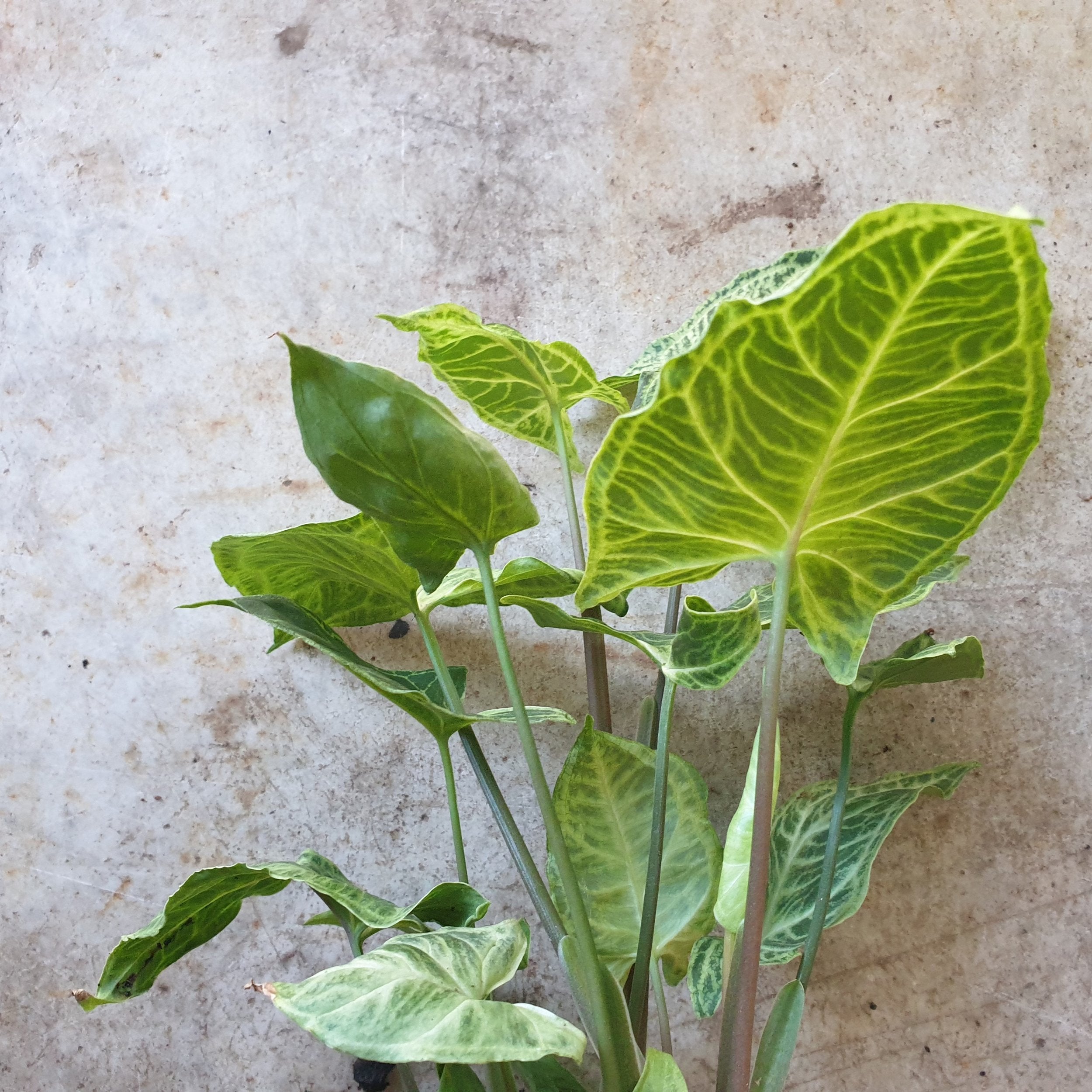 Syngonium podophyllum &