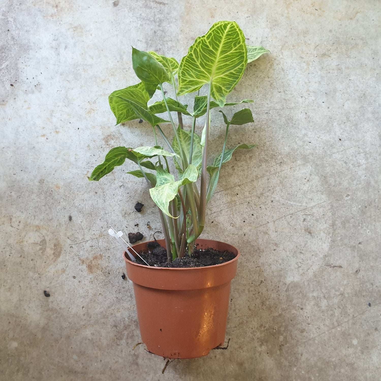 Syngonium podophyllum &