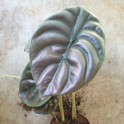 Alocasia cuprea &