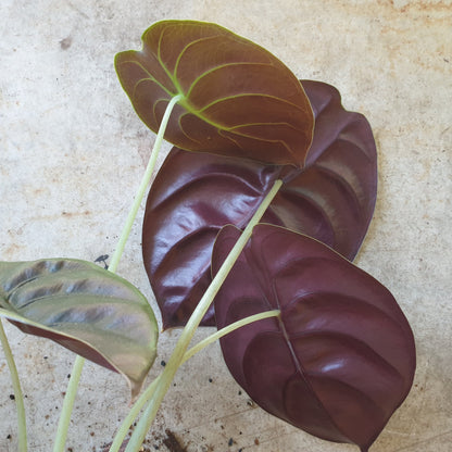 Alocasia cuprea &