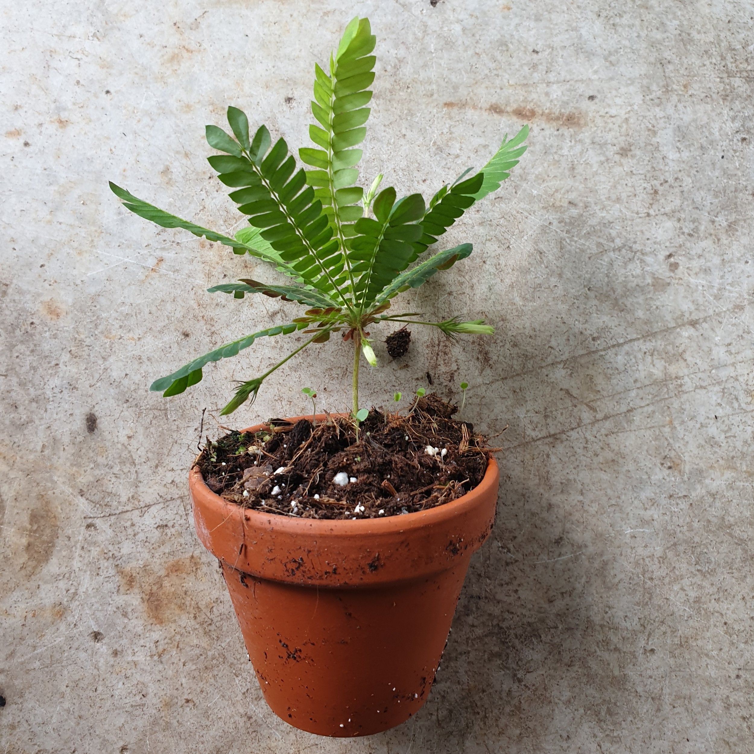 Biophytum sensitivium (Little tree plant)