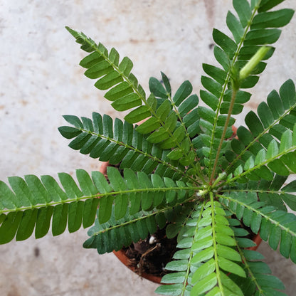 Biophytum sensitivium (Little tree plant)