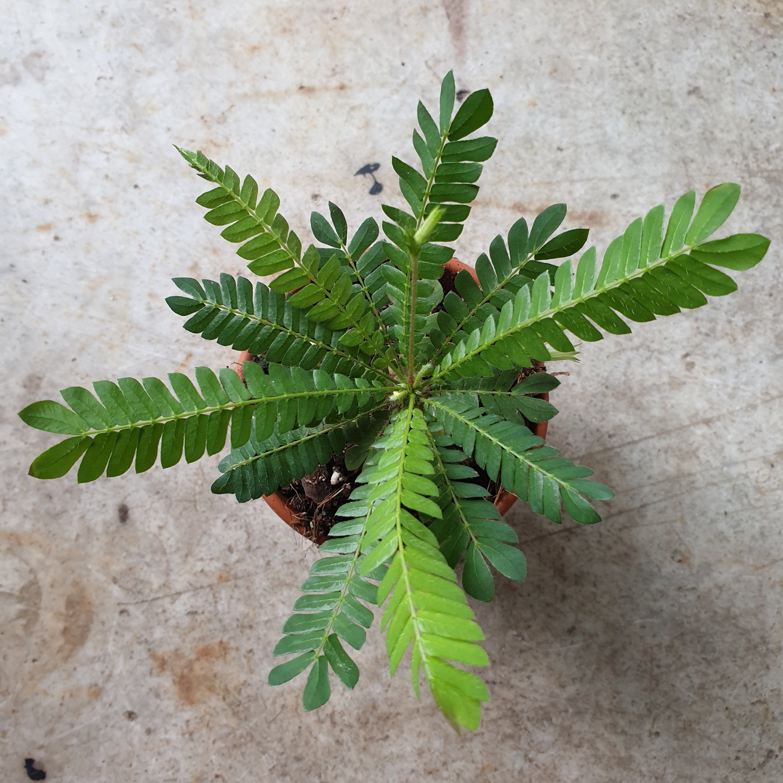 Biophytum sensitivium (Little tree plant)