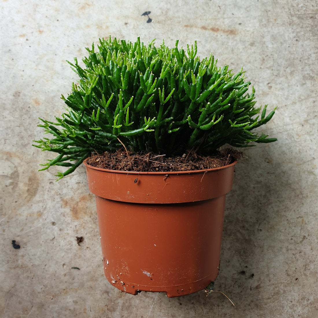 Rhipsalis burchelli (Coral cacti)