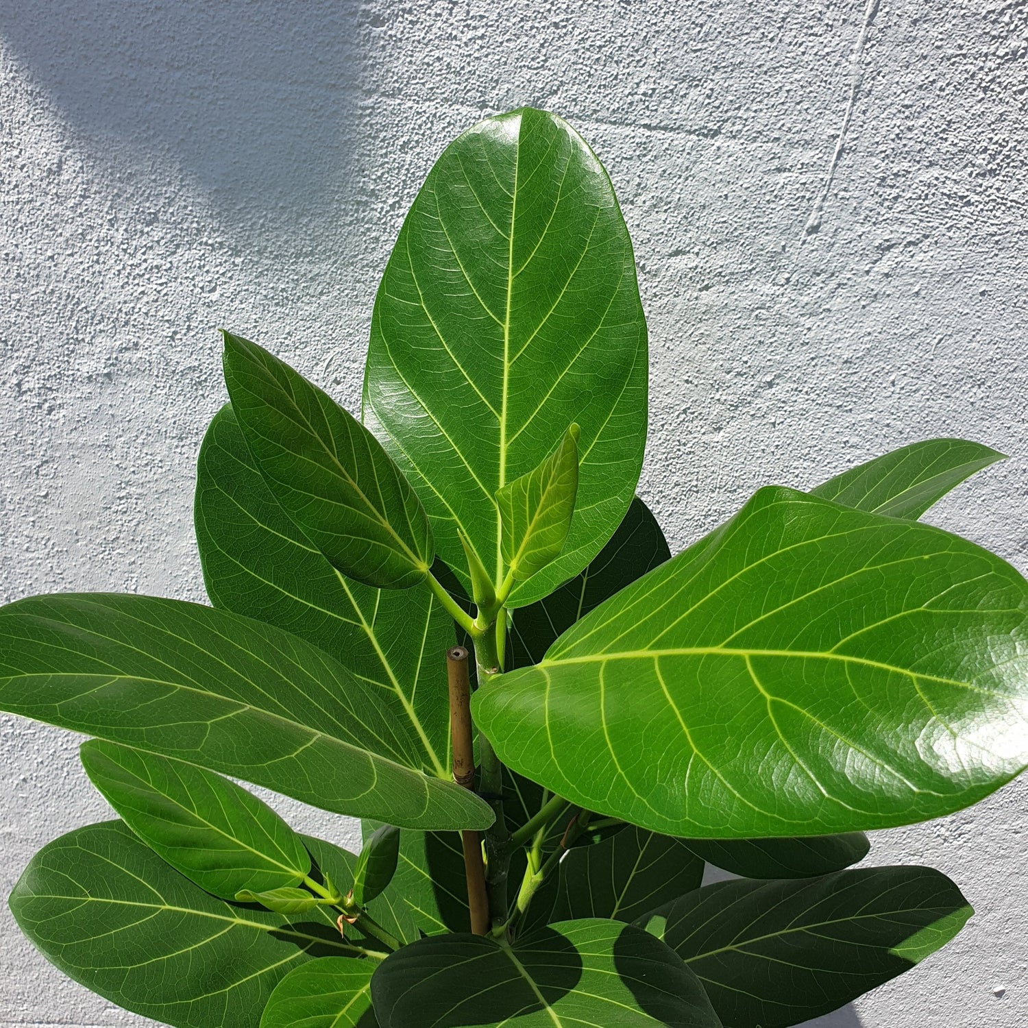 Ficus benghalensis &