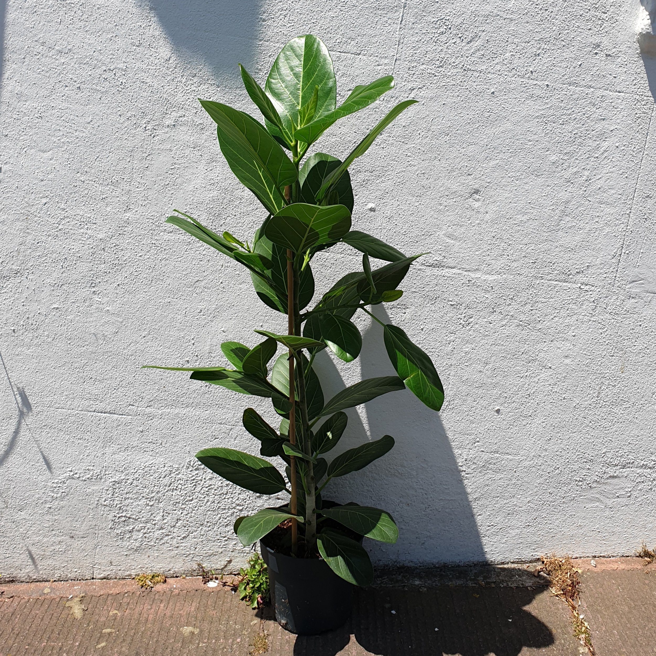 Ficus benghalensis &