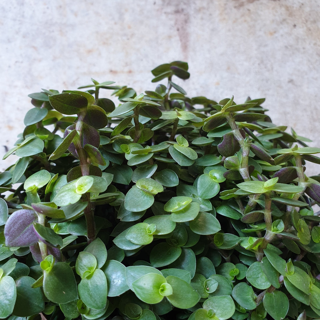 Callisia repens (Turtle vines)