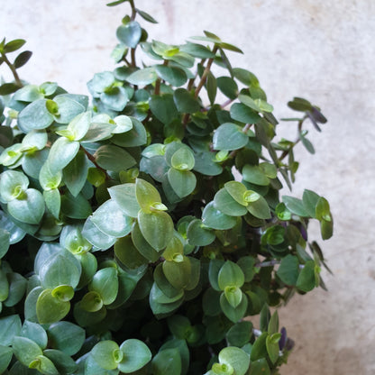 Callisia repens (Turtle vines)