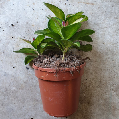 Hoya australis &