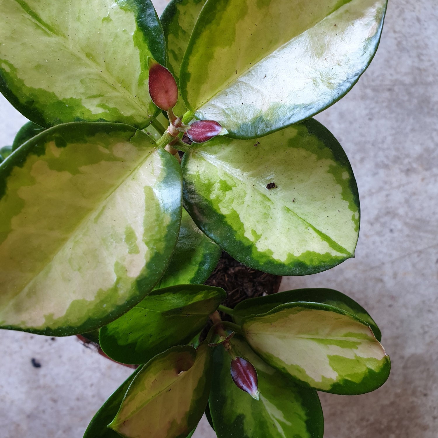 Hoya australis &