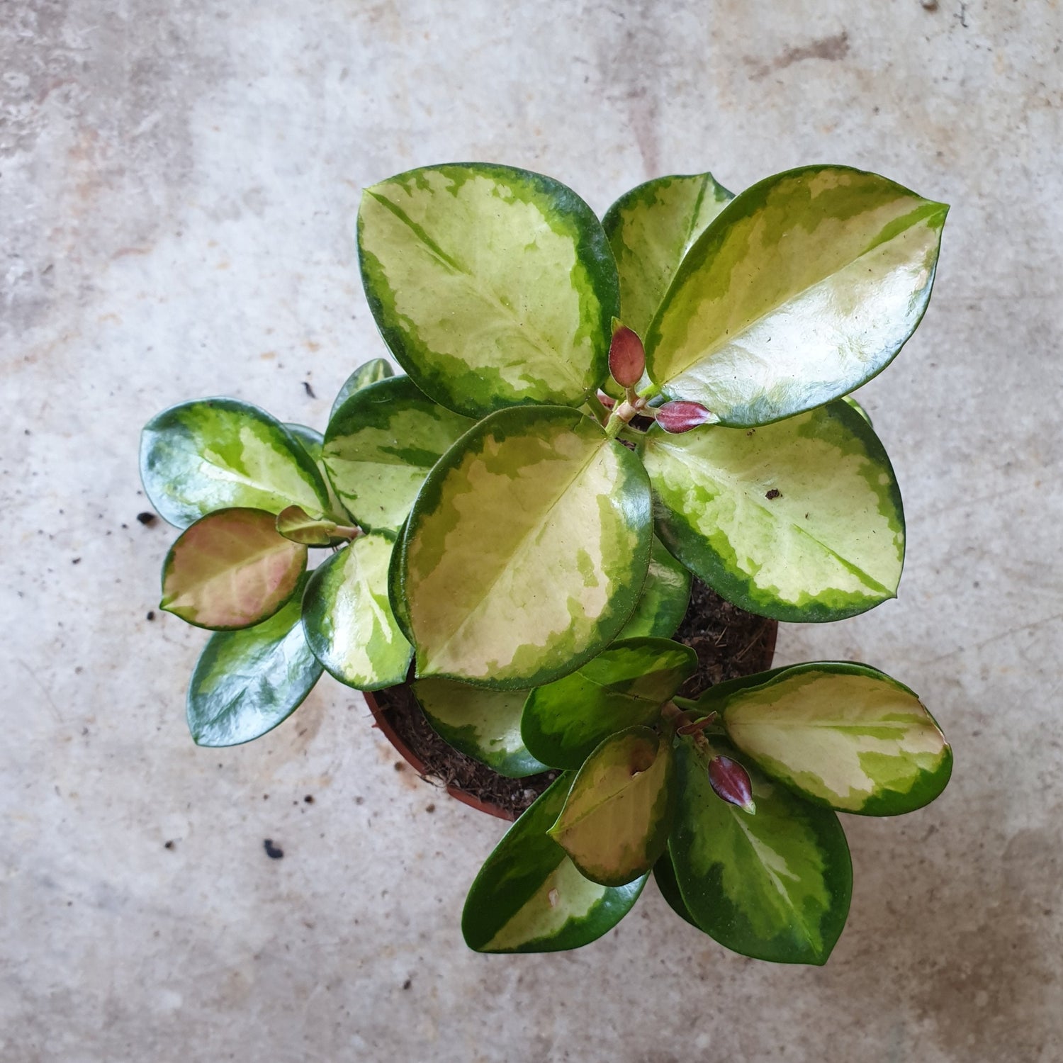 Hoya australis &