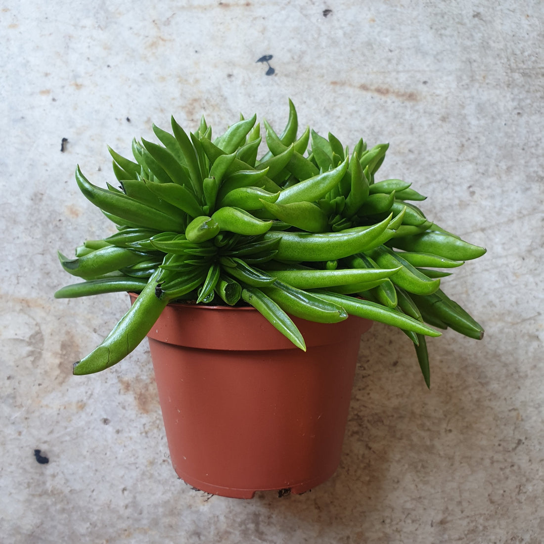 Peperomia ferryrae (Happy bean succulent)