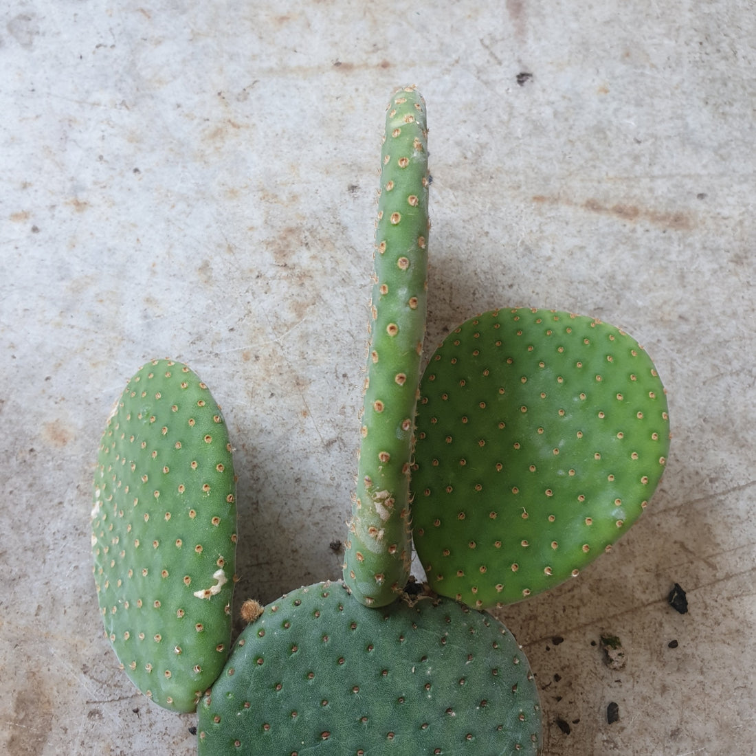Opuntia microdasys inermis (Prickly pear cactus)
