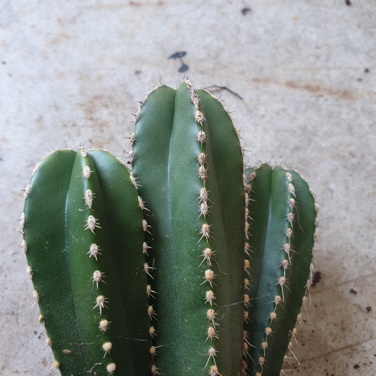 Marginatocereus marginatus syn. Pachycereus marginatus (Mexican fence post cactus)