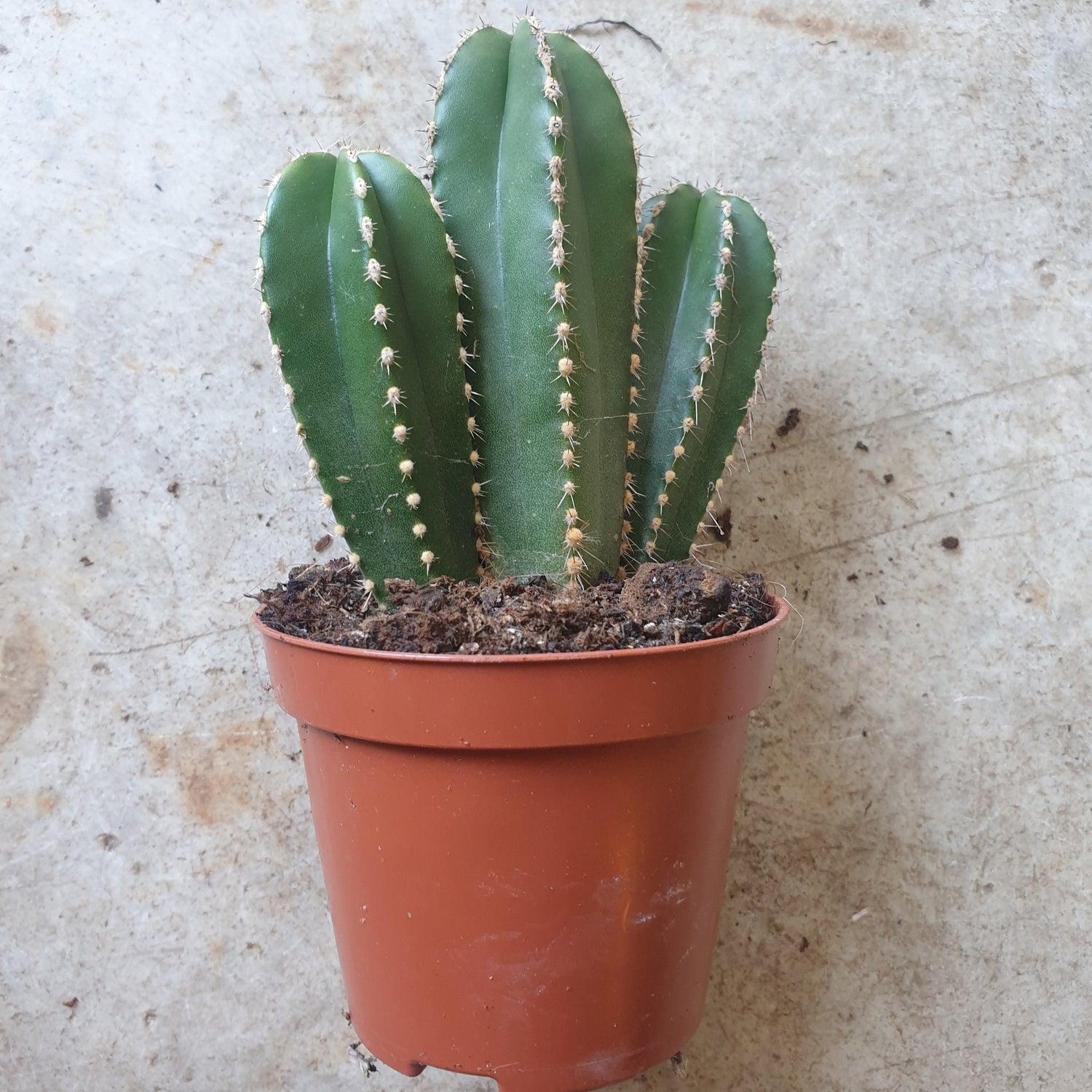 Marginatocereus marginatus syn. Pachycereus marginatus (Mexican fence post cactus)