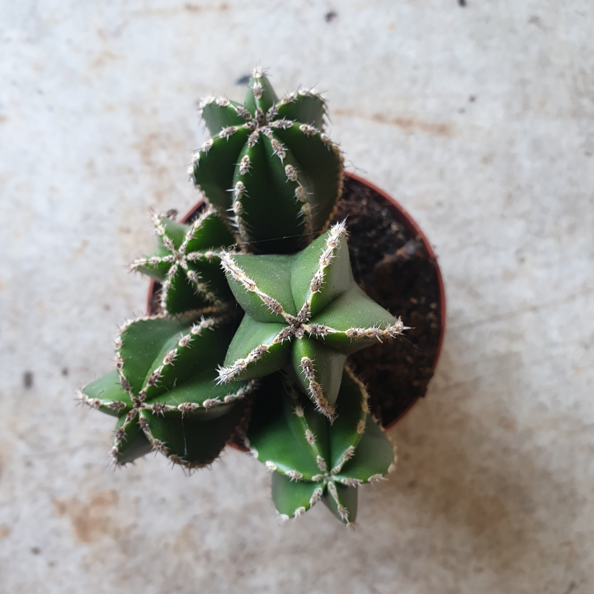 Pachycereus marginatus (Mexican fence post cactus)