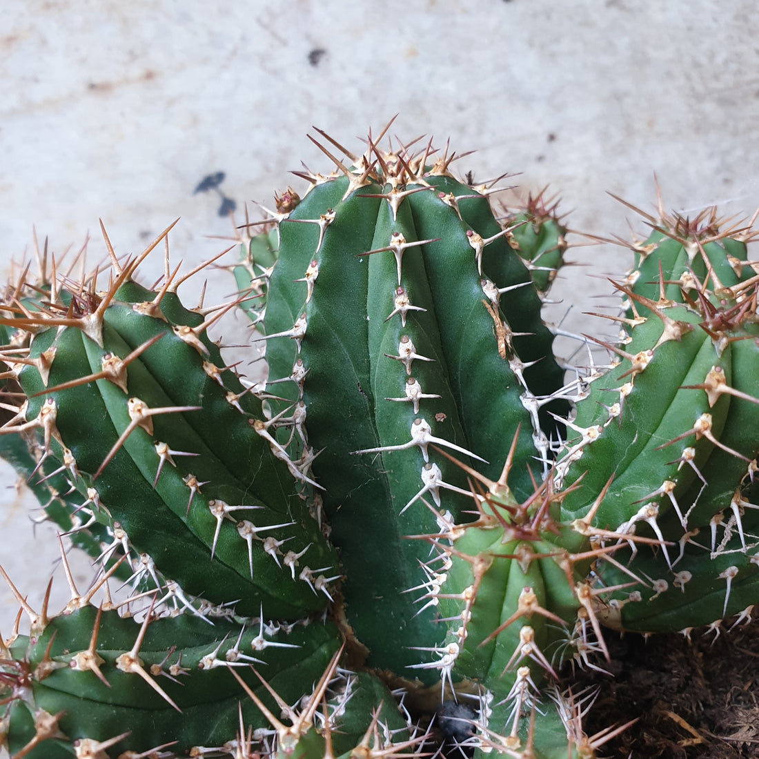 Euphorbia officinarum spp. echinus (Spurge/Succulent)